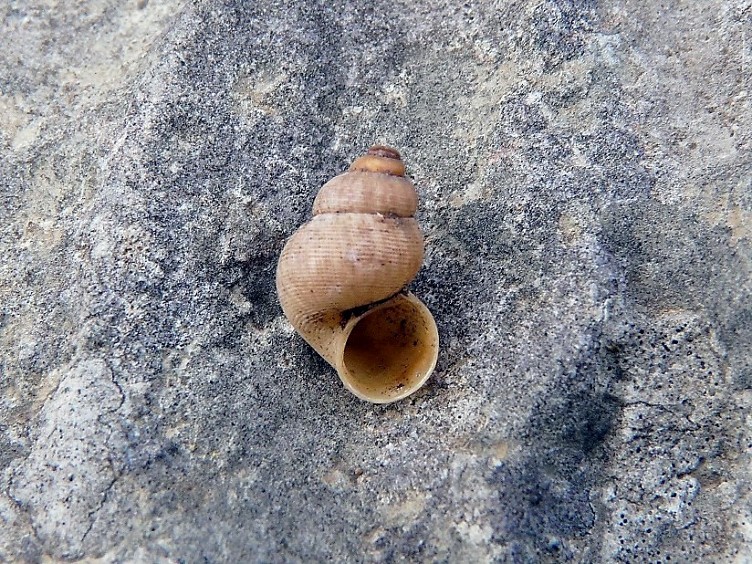 Pomatias elegans dal gargano